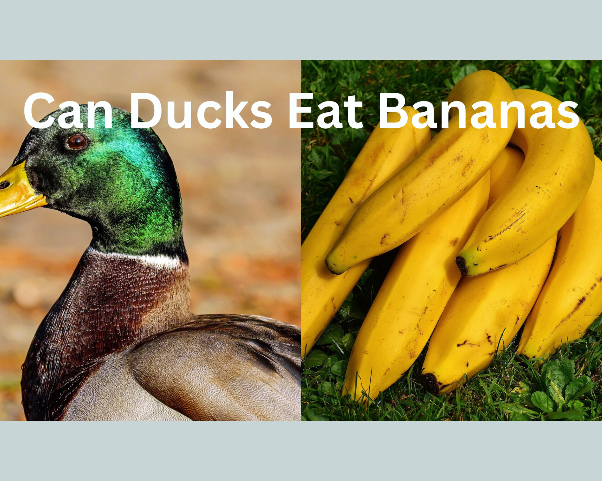 Can Ducks Eat Bananas? (Answered)