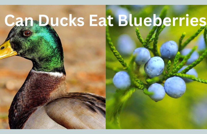 can ducks eat blueberries