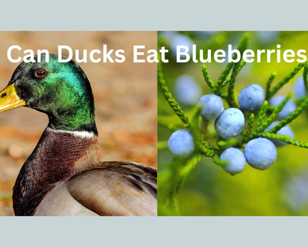 can ducks eat blueberries