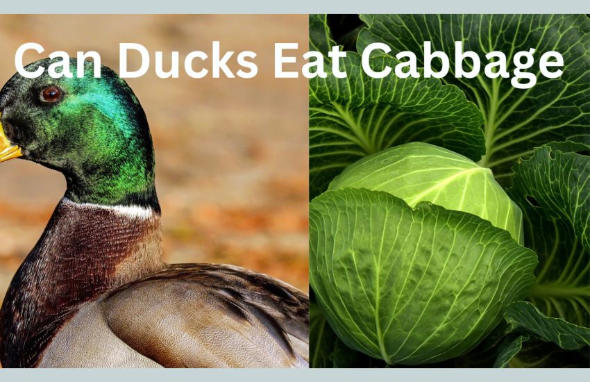 can ducks eat cabbage