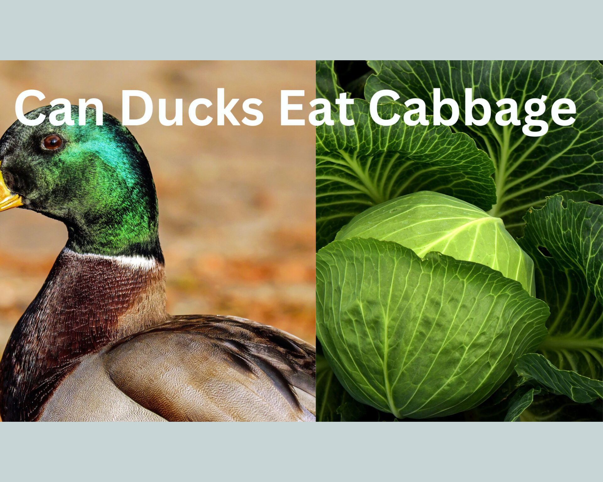 Can Ducks Eat Cabbage? (Answered)