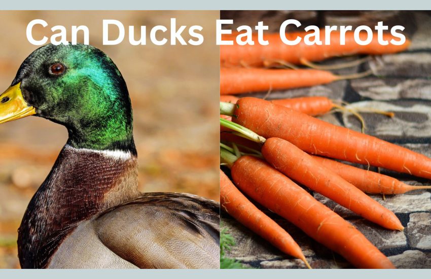 can ducks eat carrots