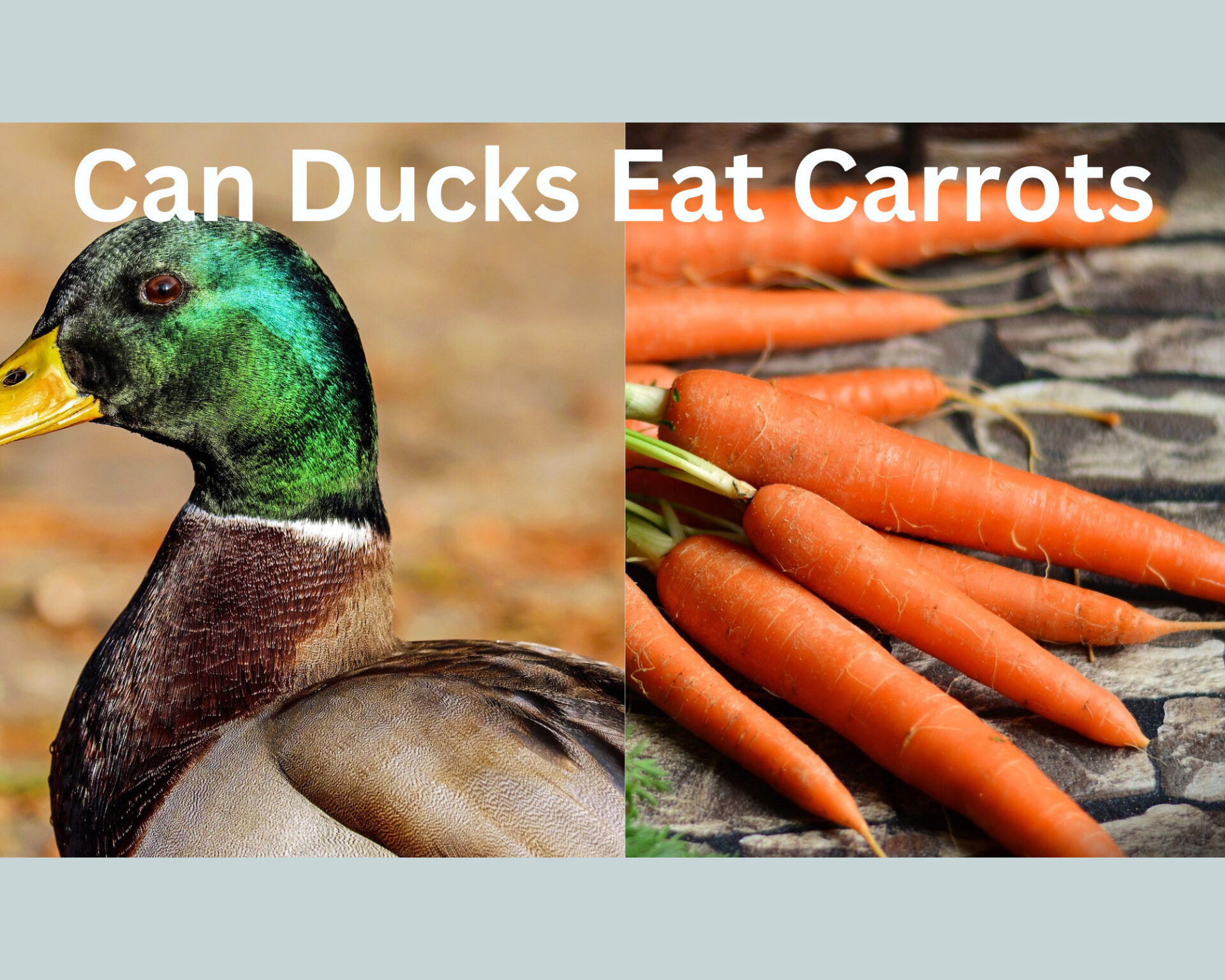 Can Ducks Eat Carrots? 5 Amazing Benefits