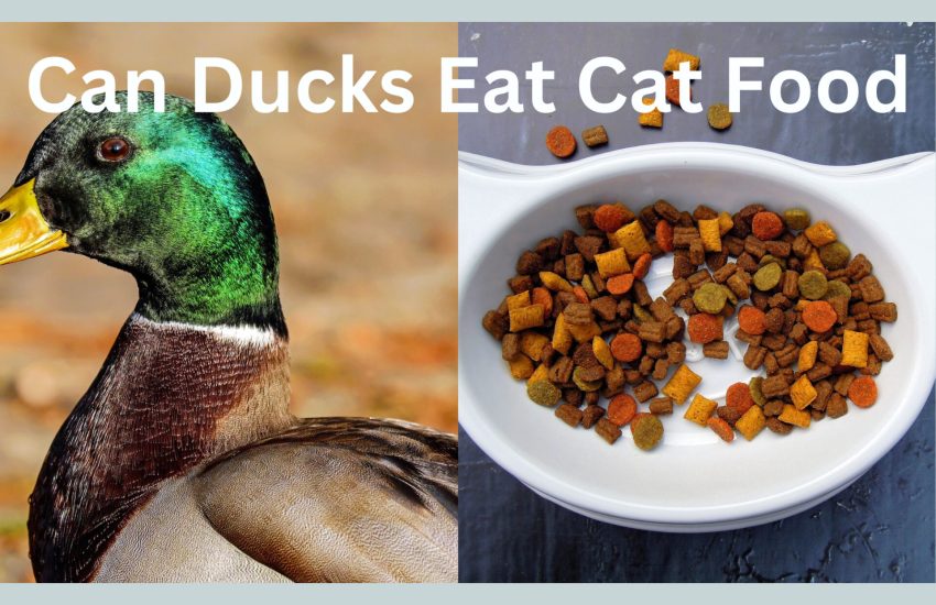 can ducks eat cat food