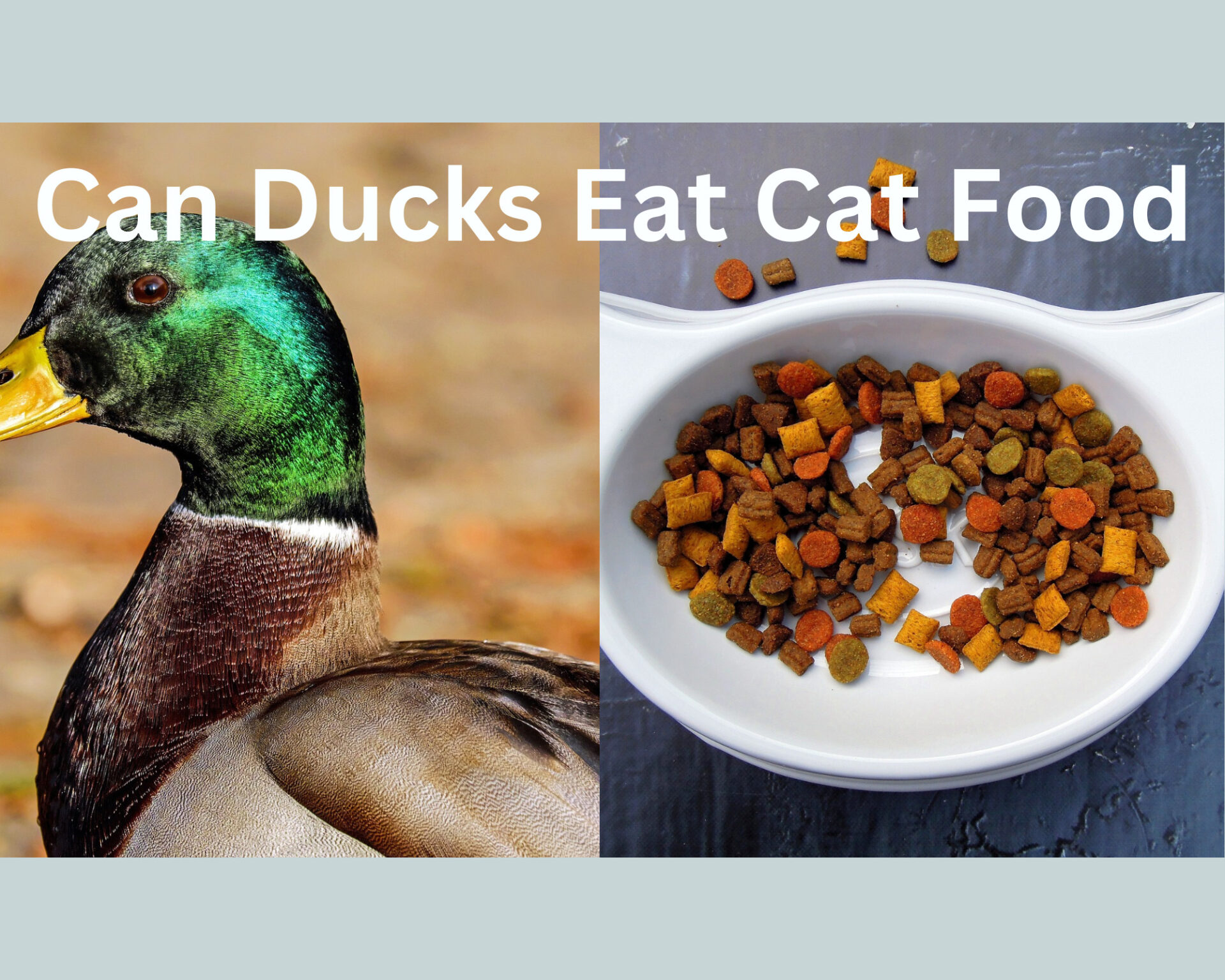 Cat food for clearance ducks