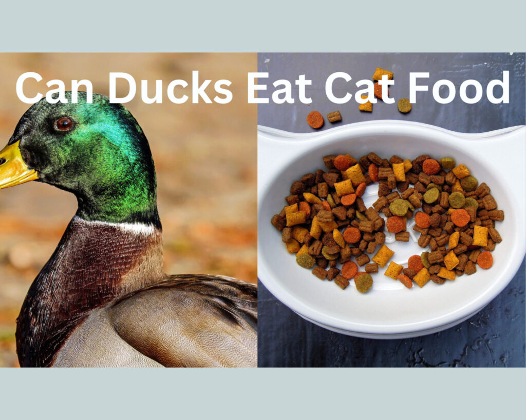 can ducks eat cat food