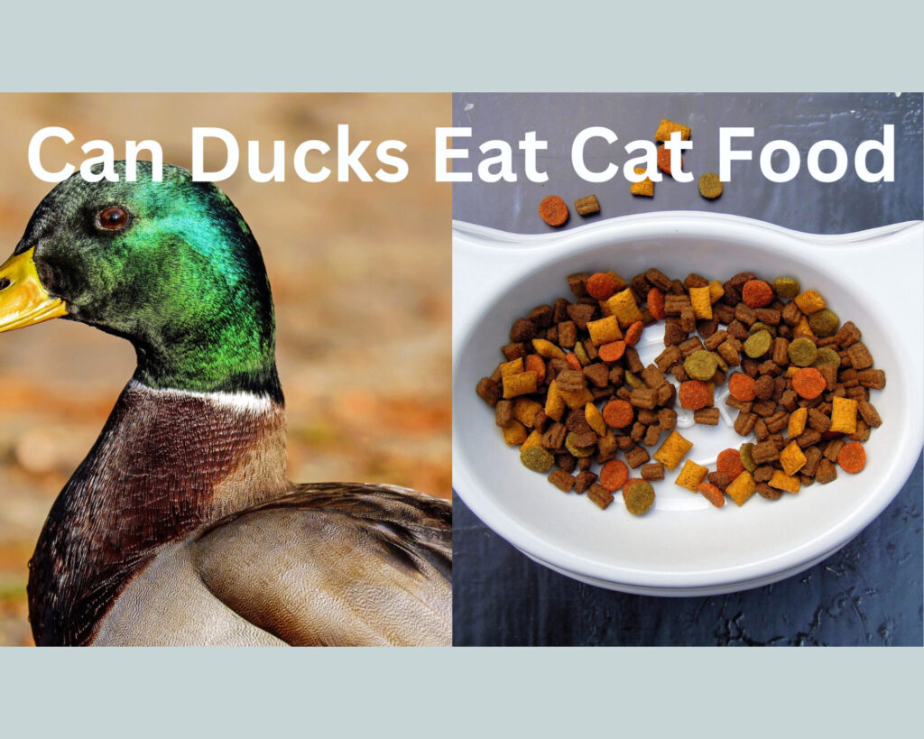 ducks eat cat food