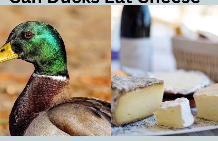 Can ducks eat cheese