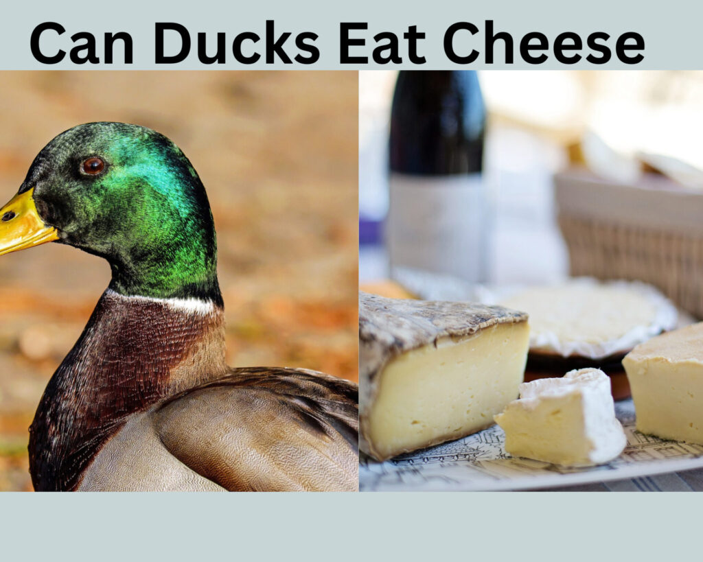 Can ducks eat cheese