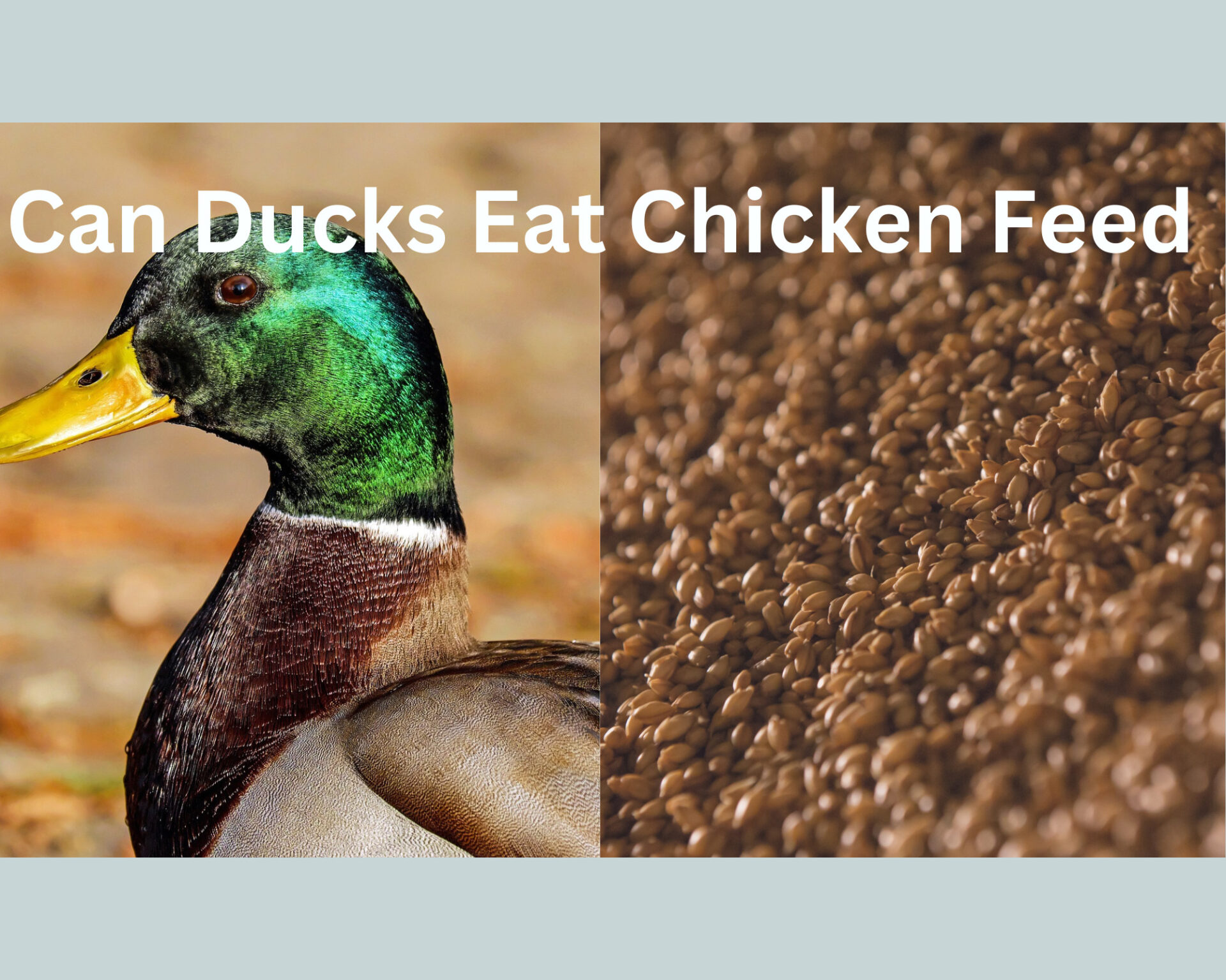 Can Ducks Eat Chicken Feed?