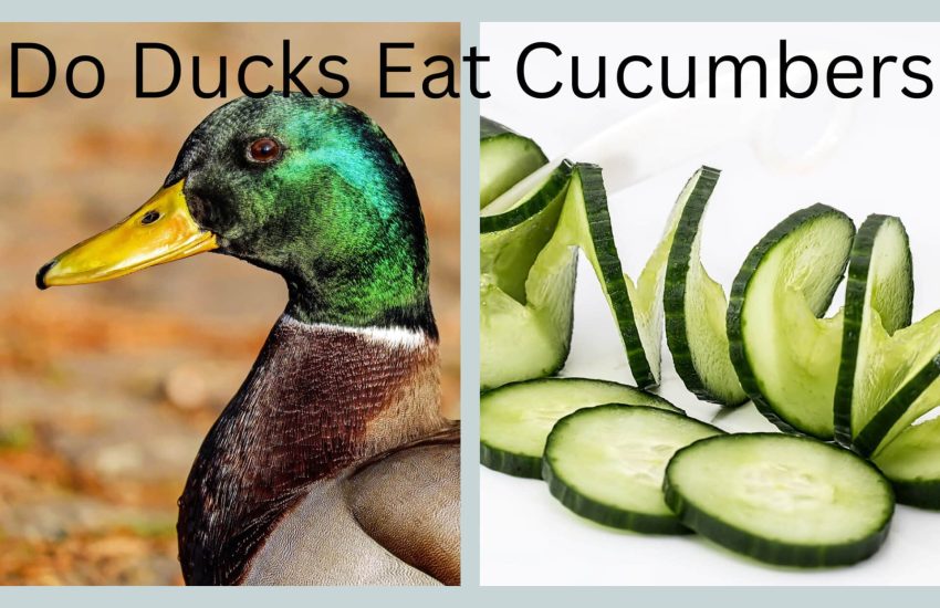 Can ducks eat cucumbers