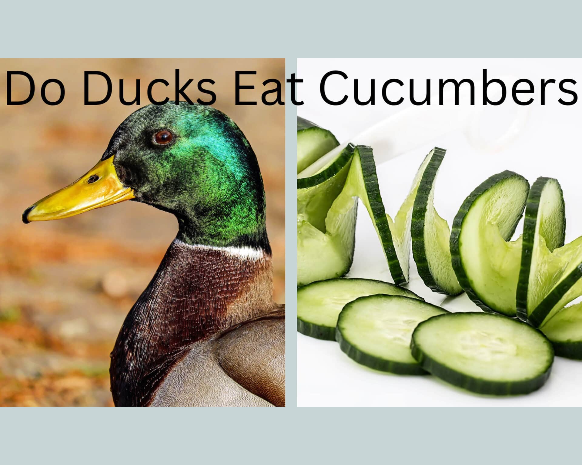 Can Ducks Eat Cucumbers? Is It Healthy?