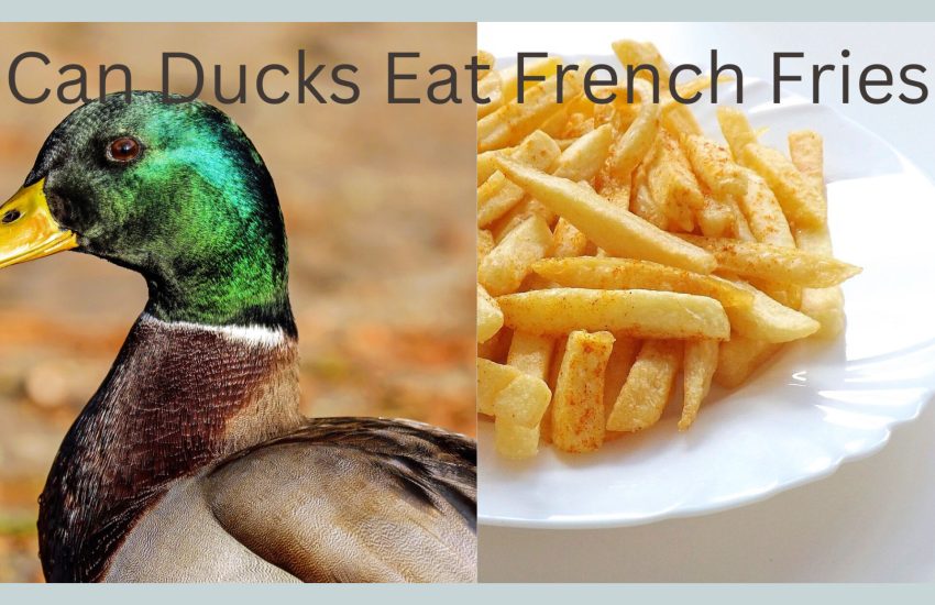 Can Ducks Eat French Fries
