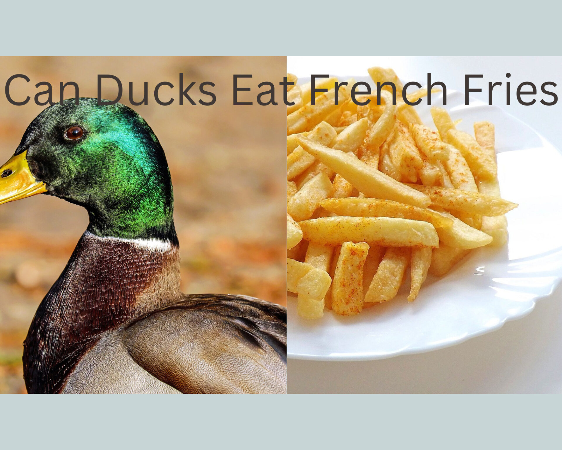 Can Ducks Eat French Fries? Is It Safe?