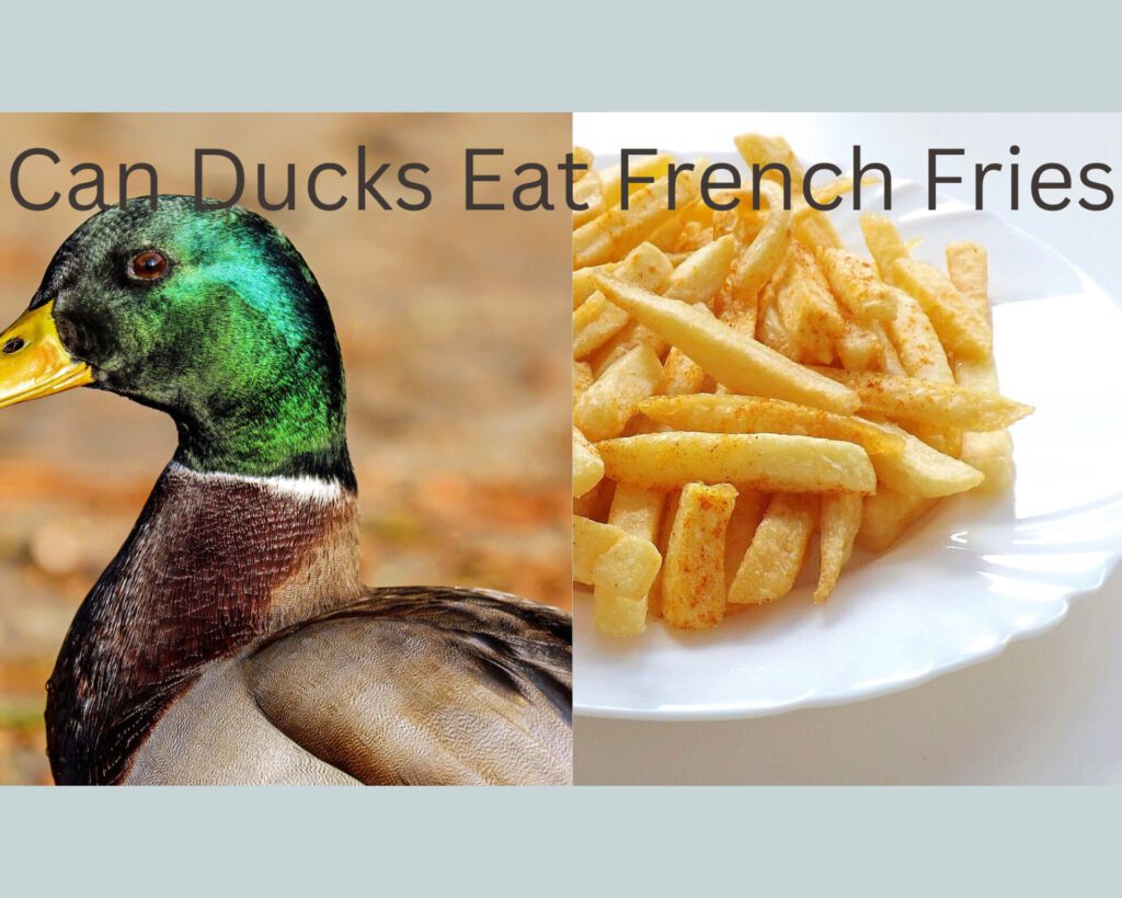 Can Ducks Eat French Fries
