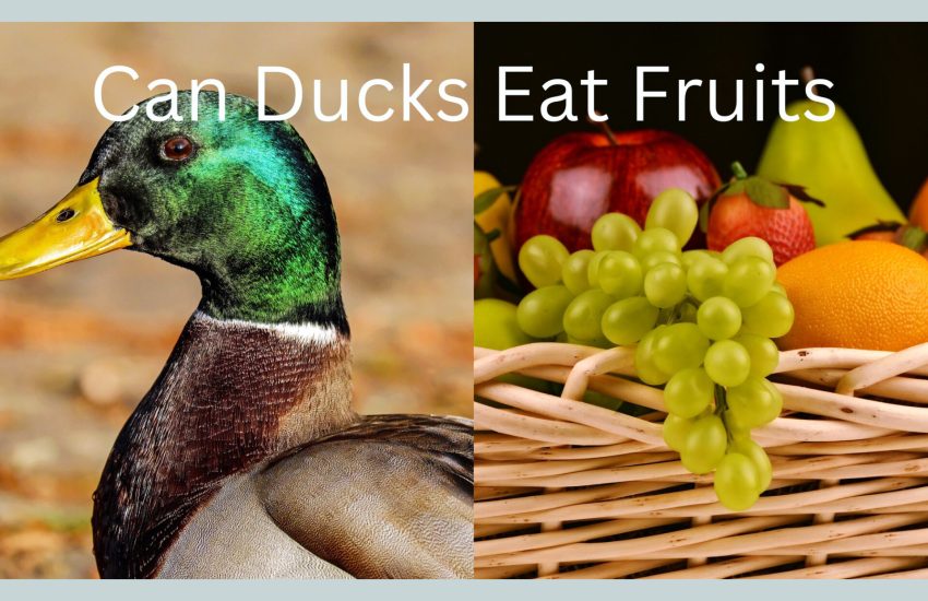 can ducks eat fruits