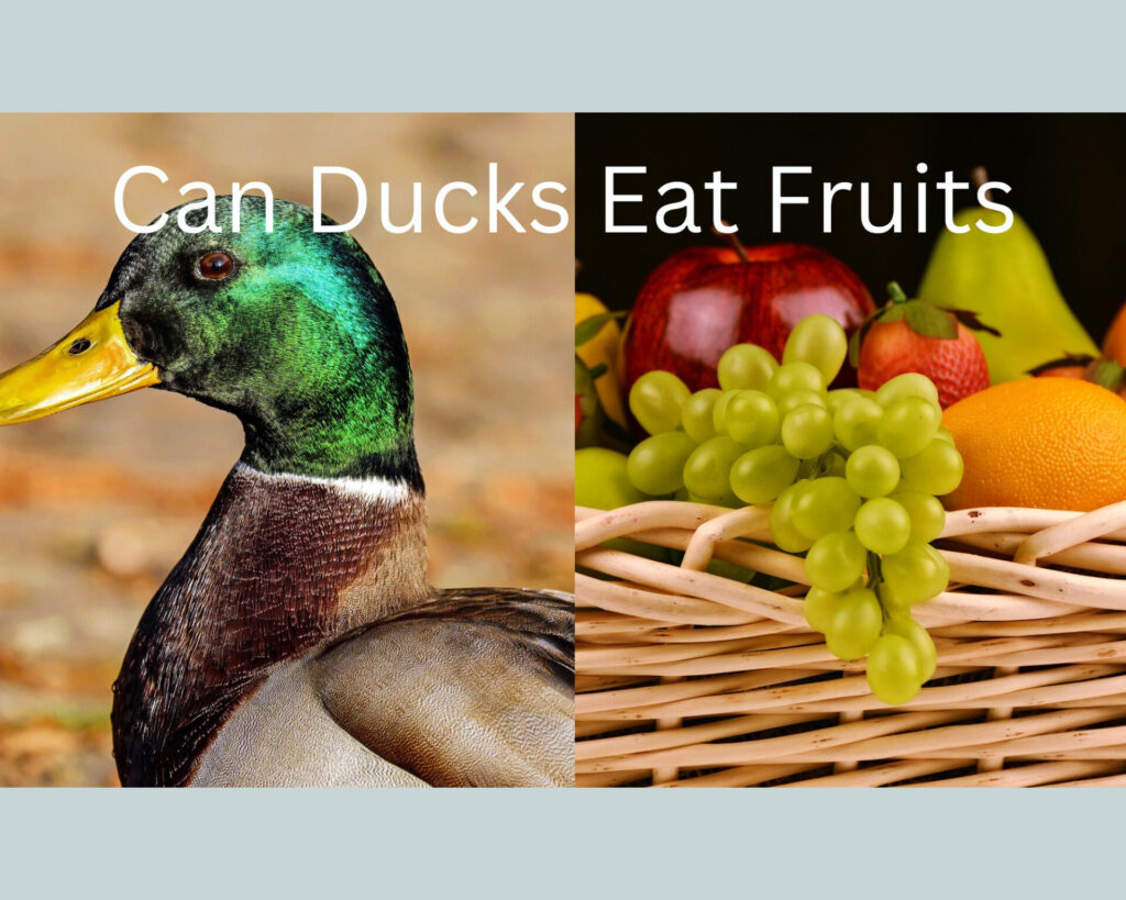 can ducks eat fruits