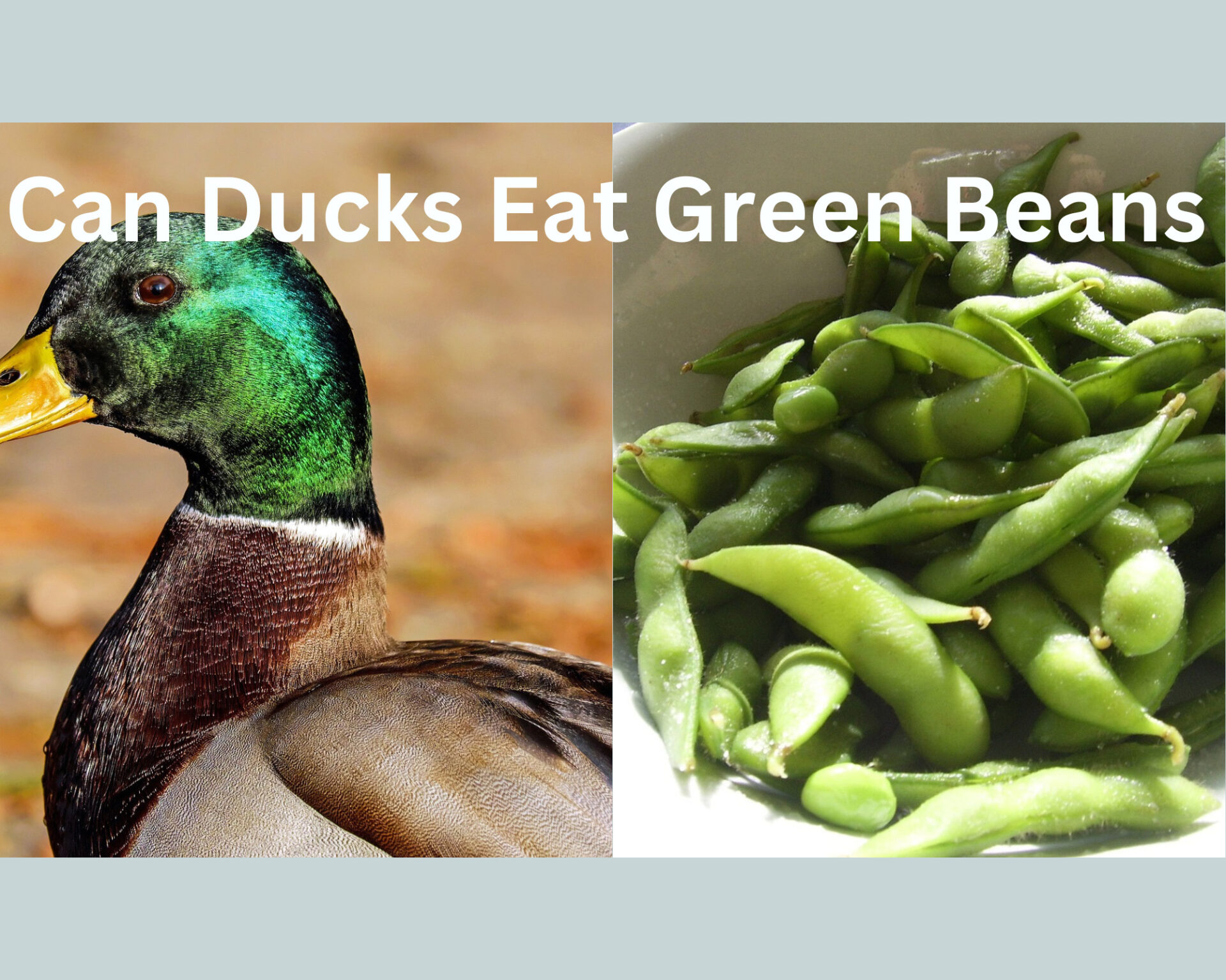 Can Ducks Eat Green Beans?