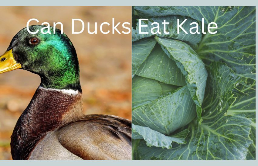 Can ducks eat kale