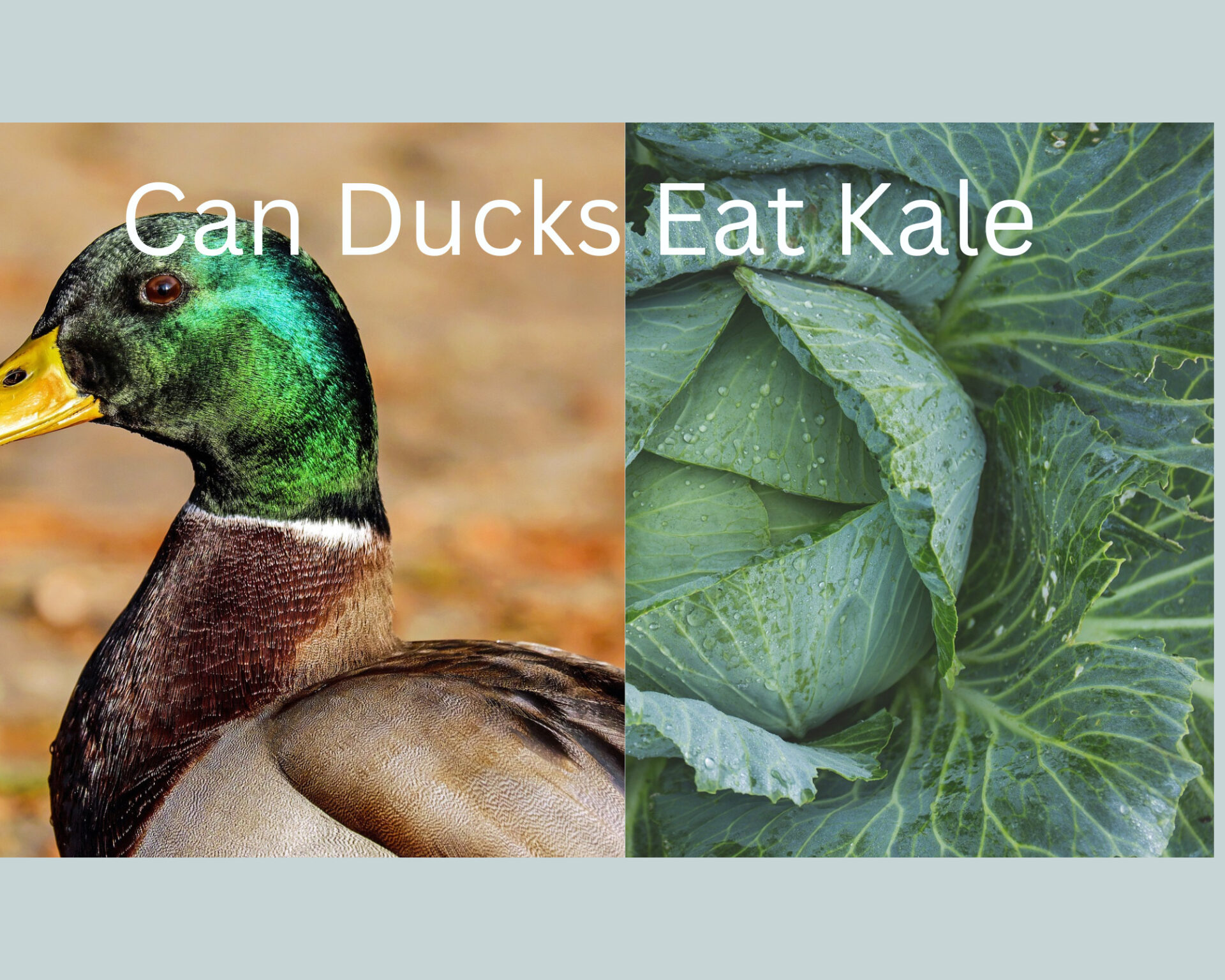 Can Ducks Eat Kale?
