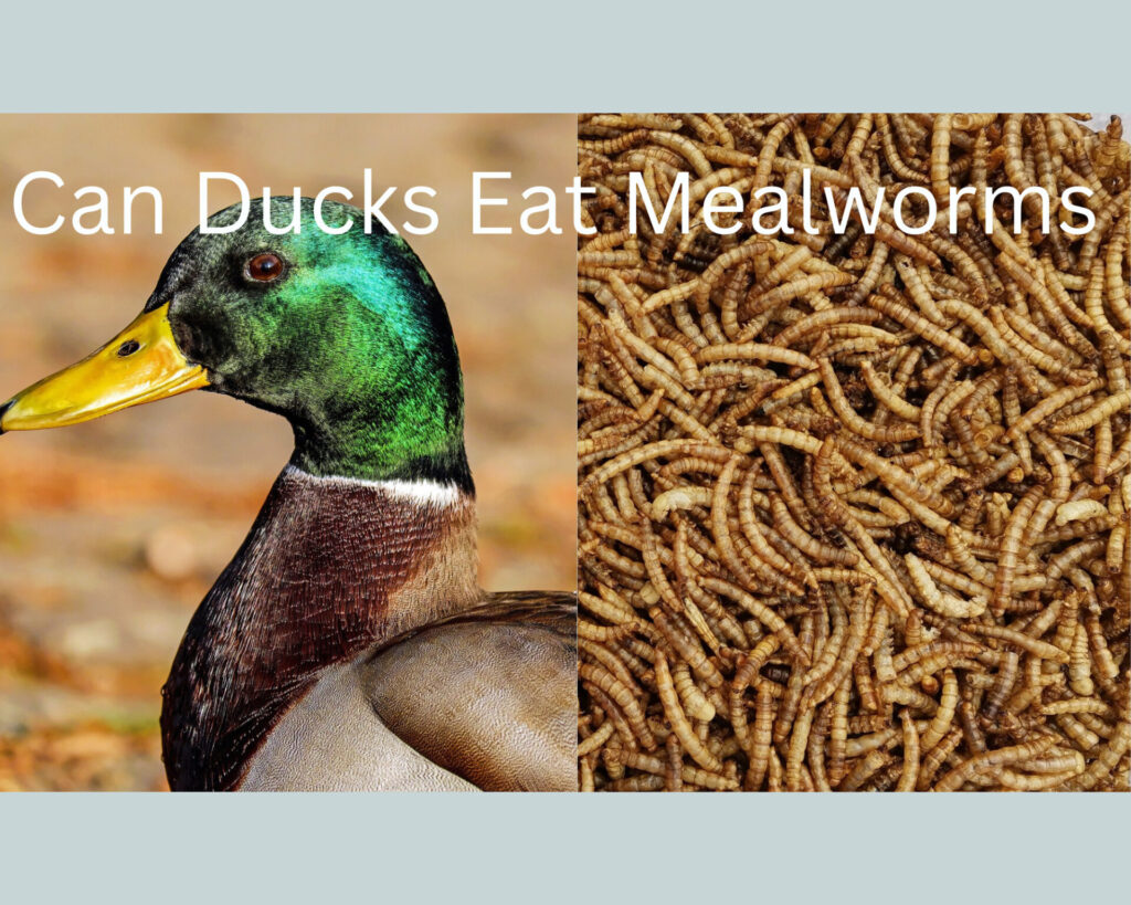 can ducks eat mealworms?