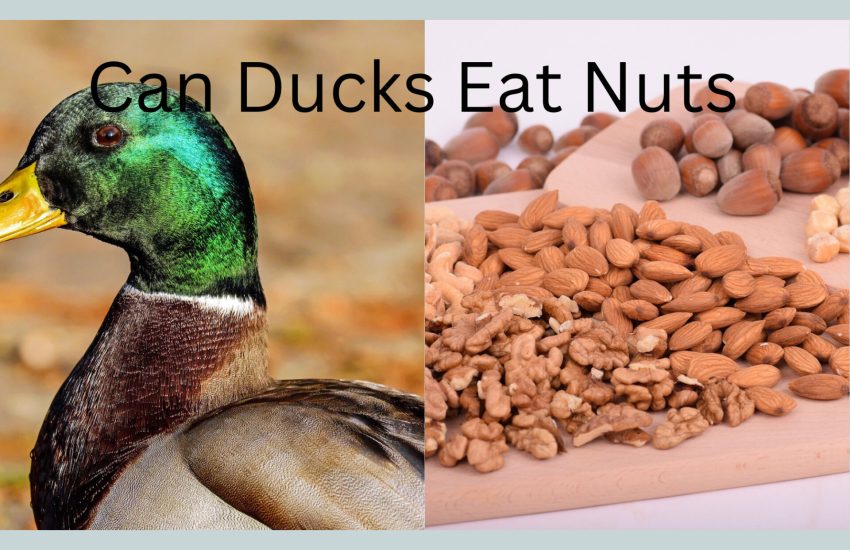 can ducks eat nuts