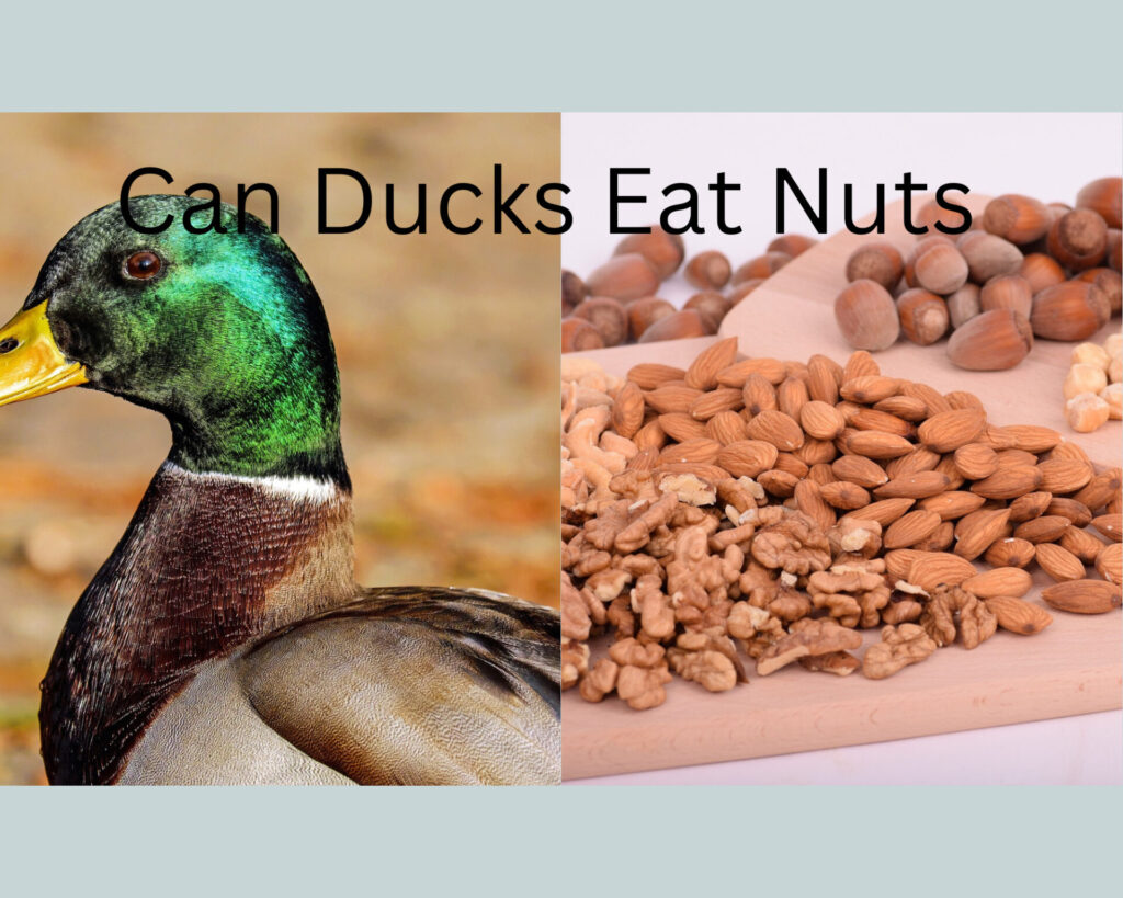 can ducks eat nuts