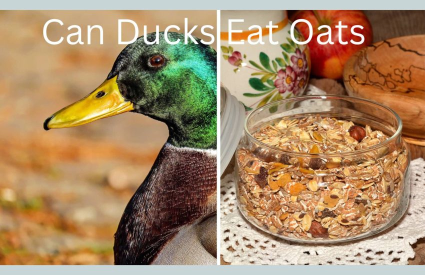 Do Ducks Eat Oats