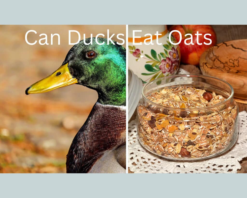 Do Ducks Eat Oats