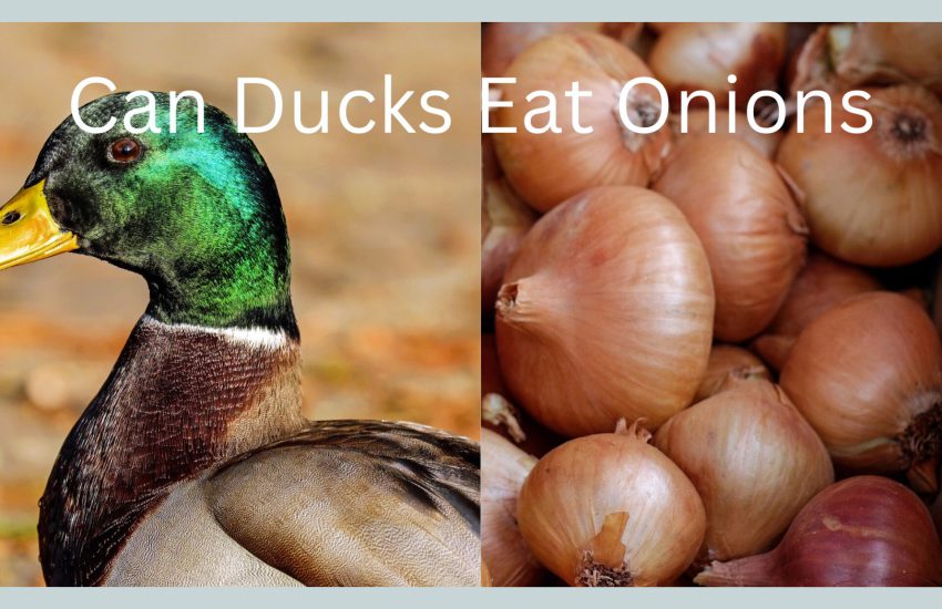 Can Ducks Eat Onions