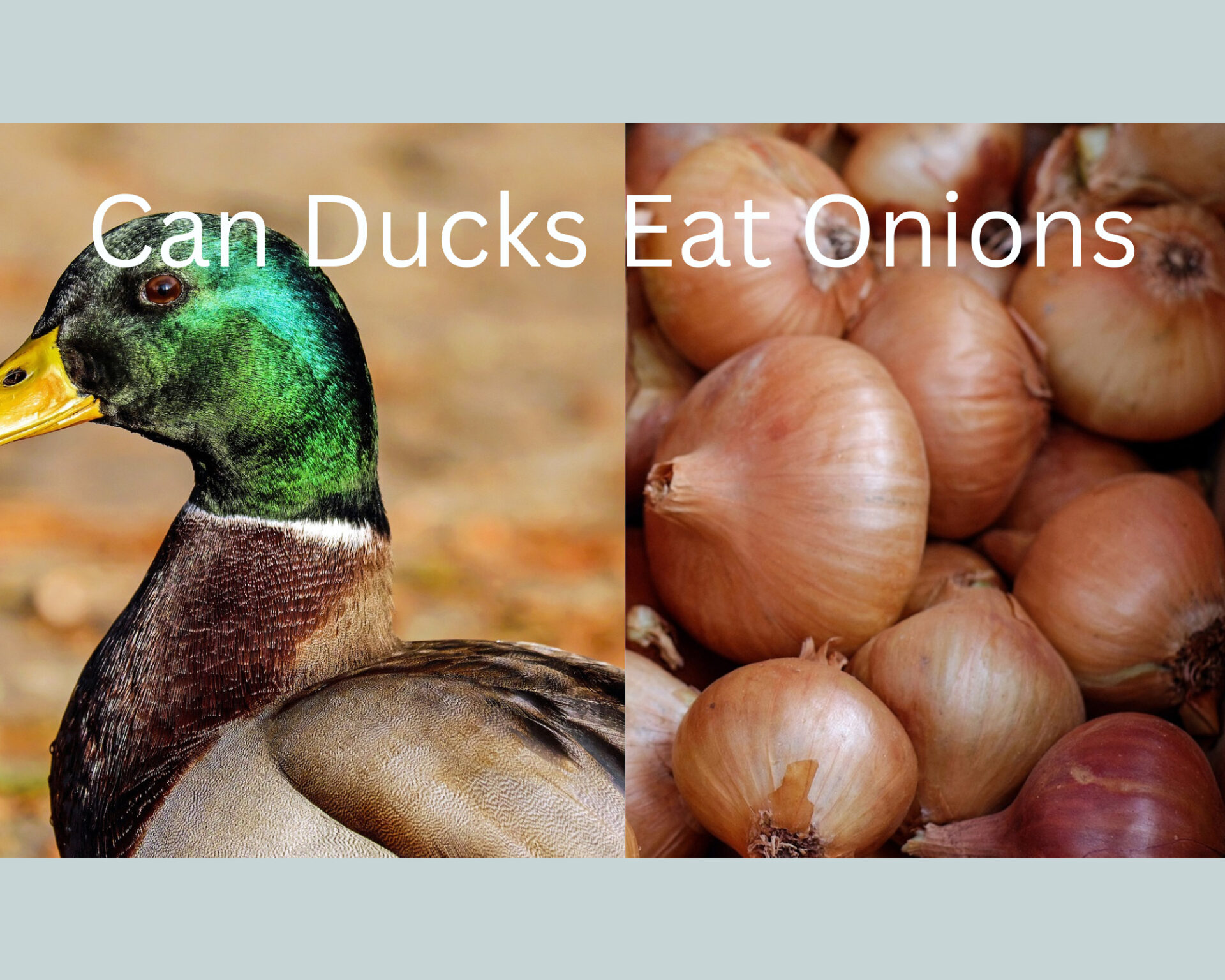 Can Ducks Eat Onions?