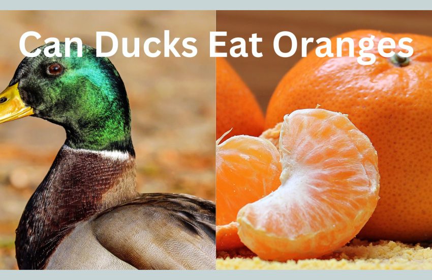 can ducks eat oranges