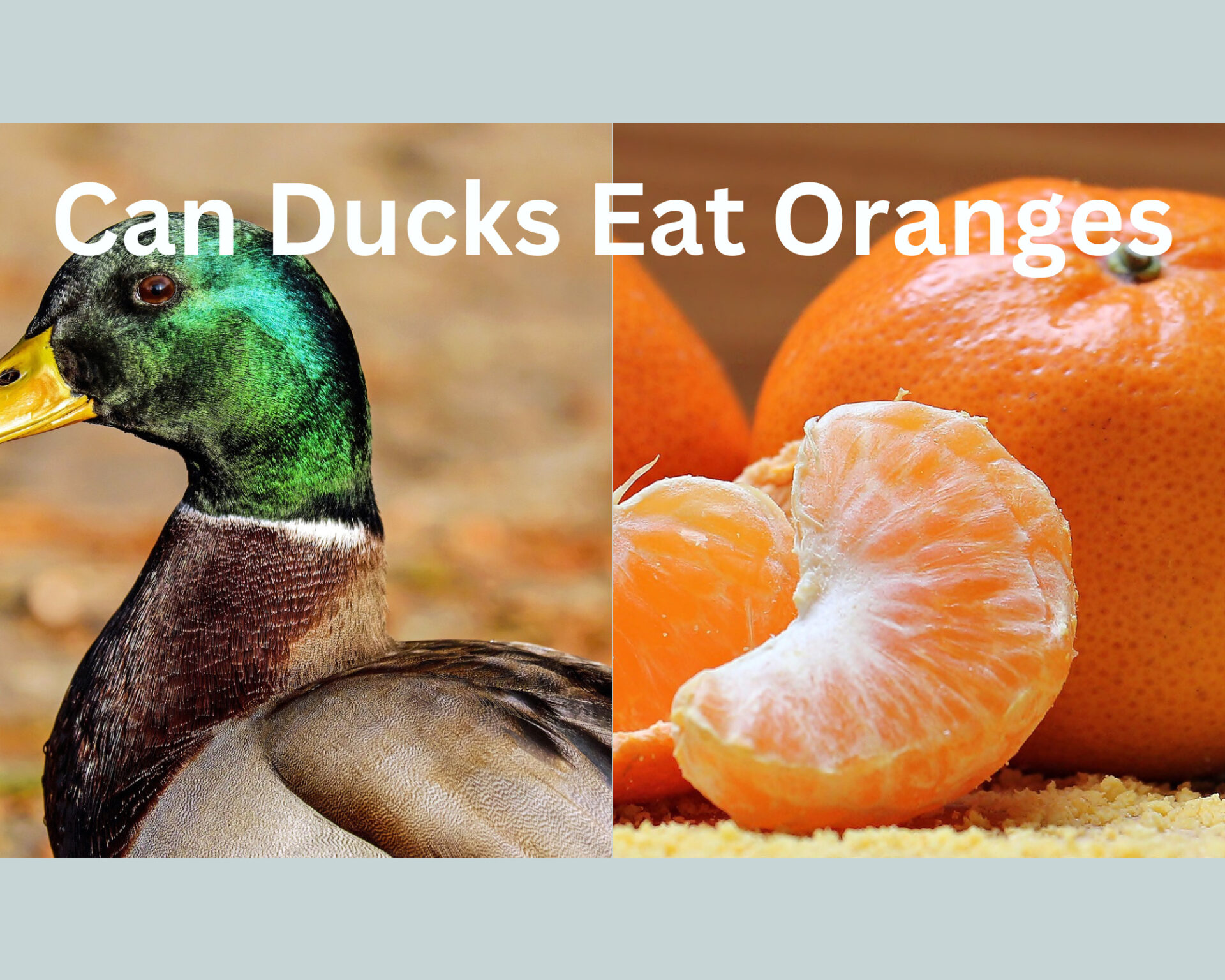 Can Ducks Eat Oranges? (Pros and Cons)