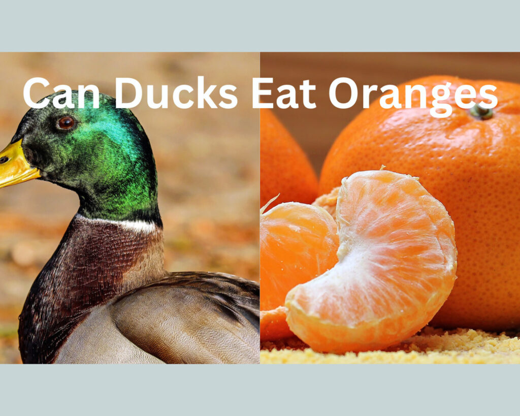 can ducks eat oranges
