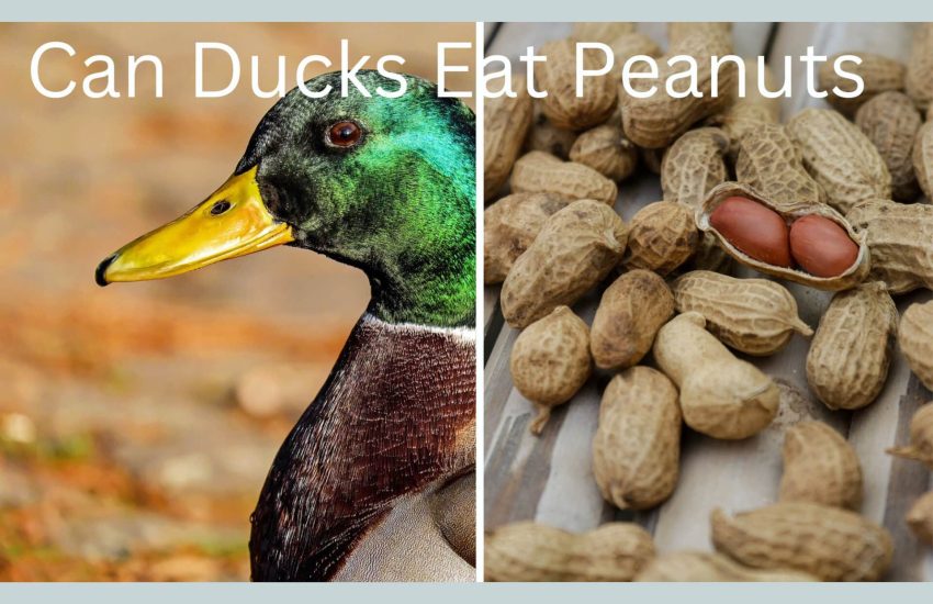 Can Ducks Eat Peanuts