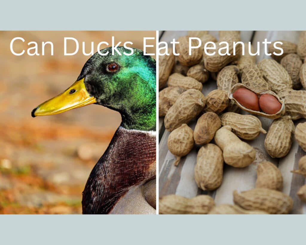Can Ducks Eat Peanuts