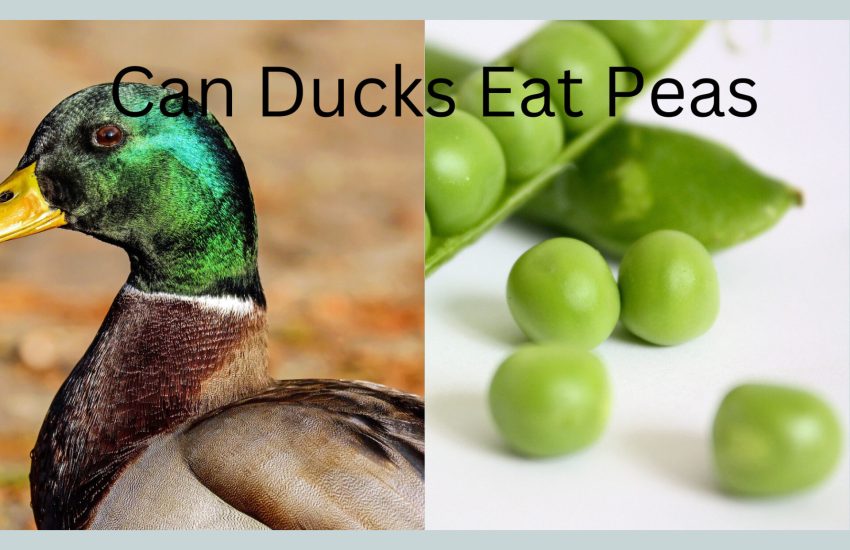 can ducks eat peas