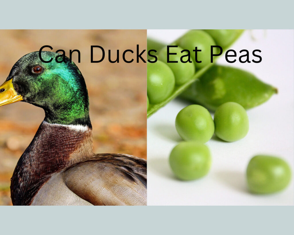 can ducks eat peas