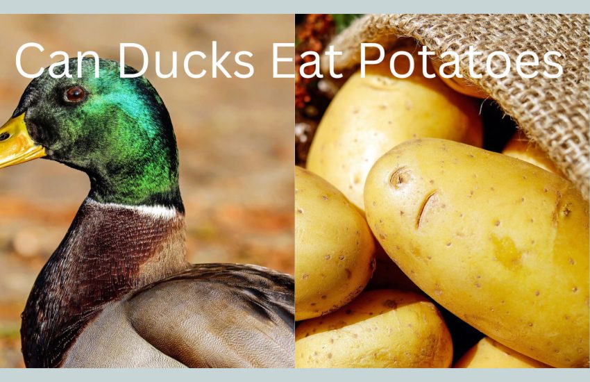 Can ducks eat potatoes