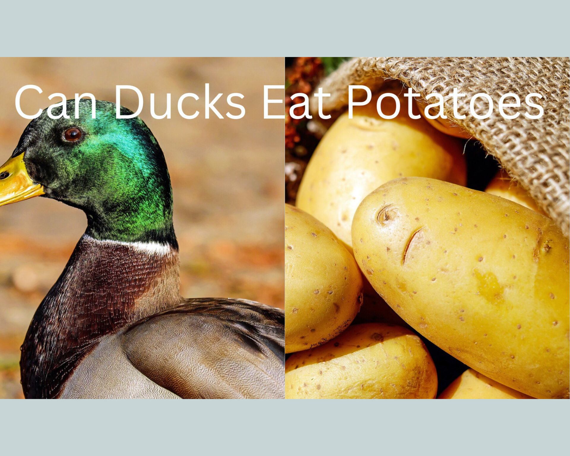 Can Ducks Eat Potatoes?