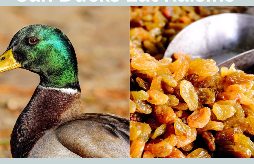 can ducks eat raisins