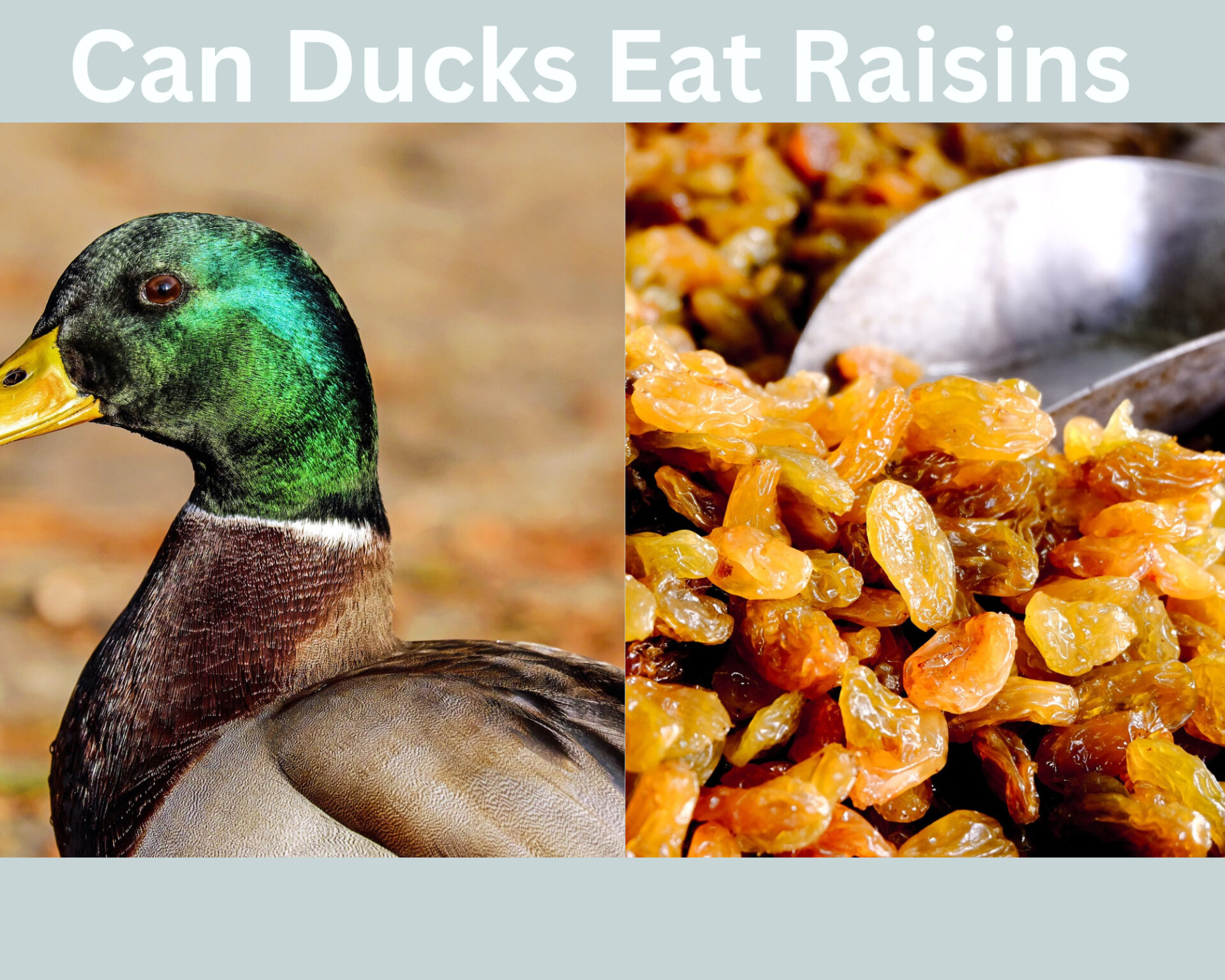 Can Ducks Eat Raisins?
