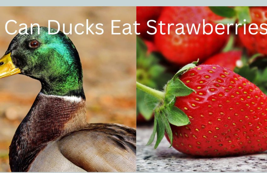 can ducks eat strawberries