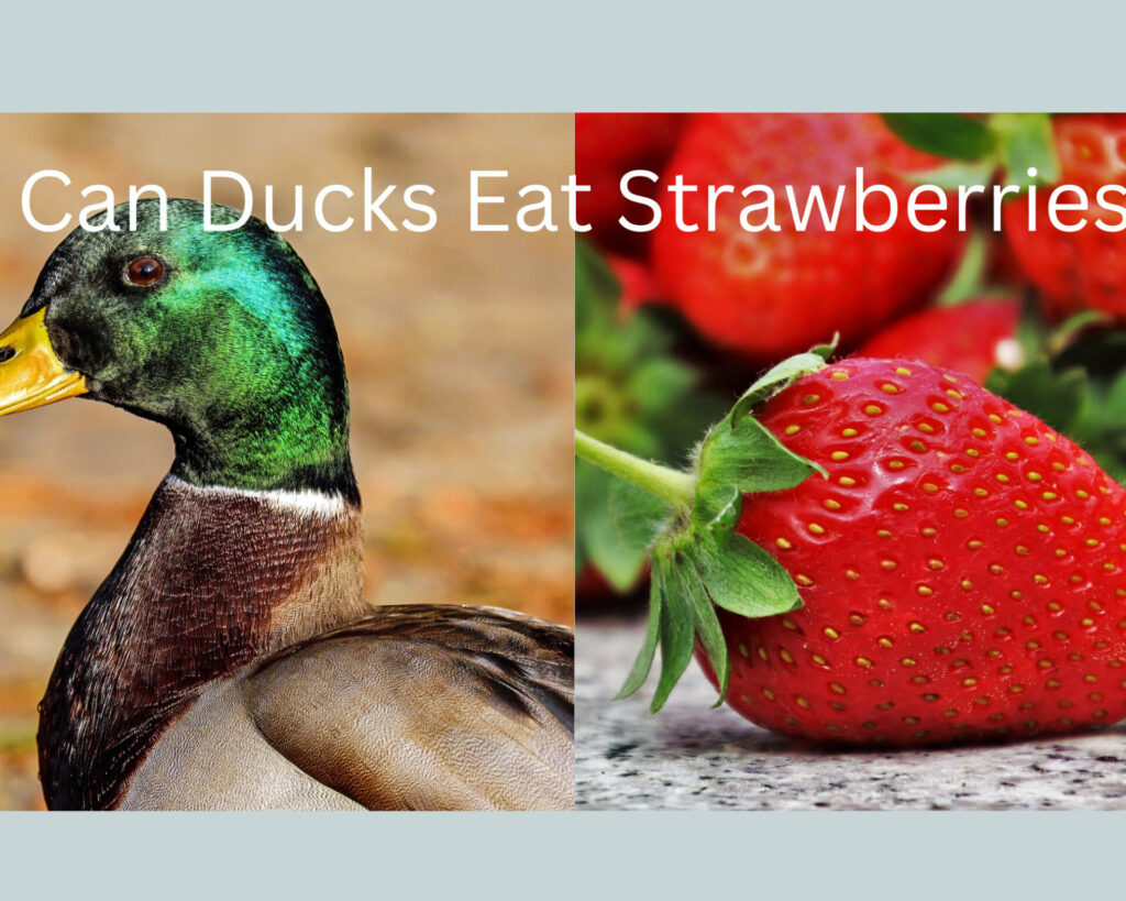 can ducks eat strawberries