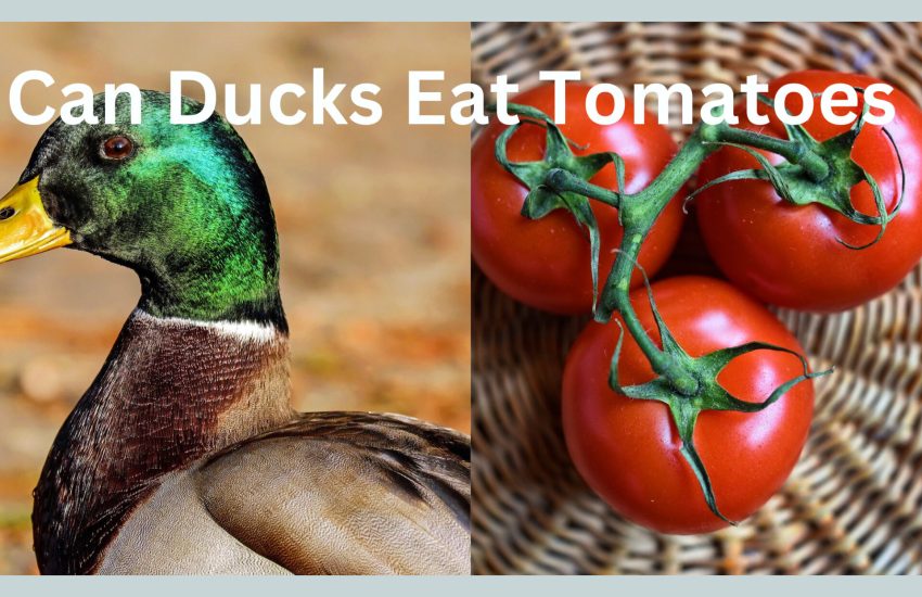 can ducks eat tomatoes