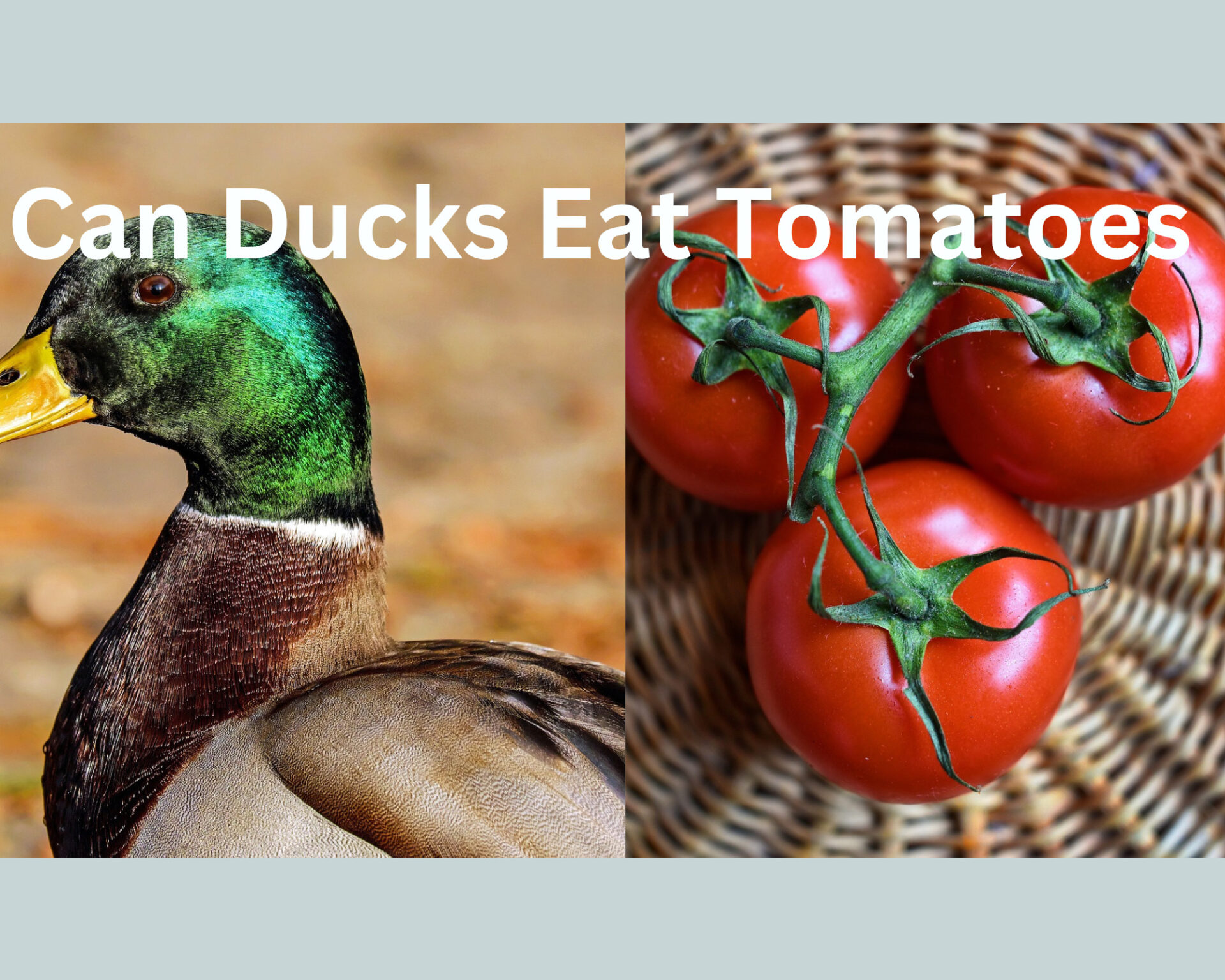 Can Ducks Eat Tomatoes? (Pros and Cons)