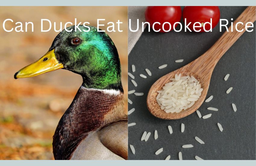 can ducks eat uncooked rice