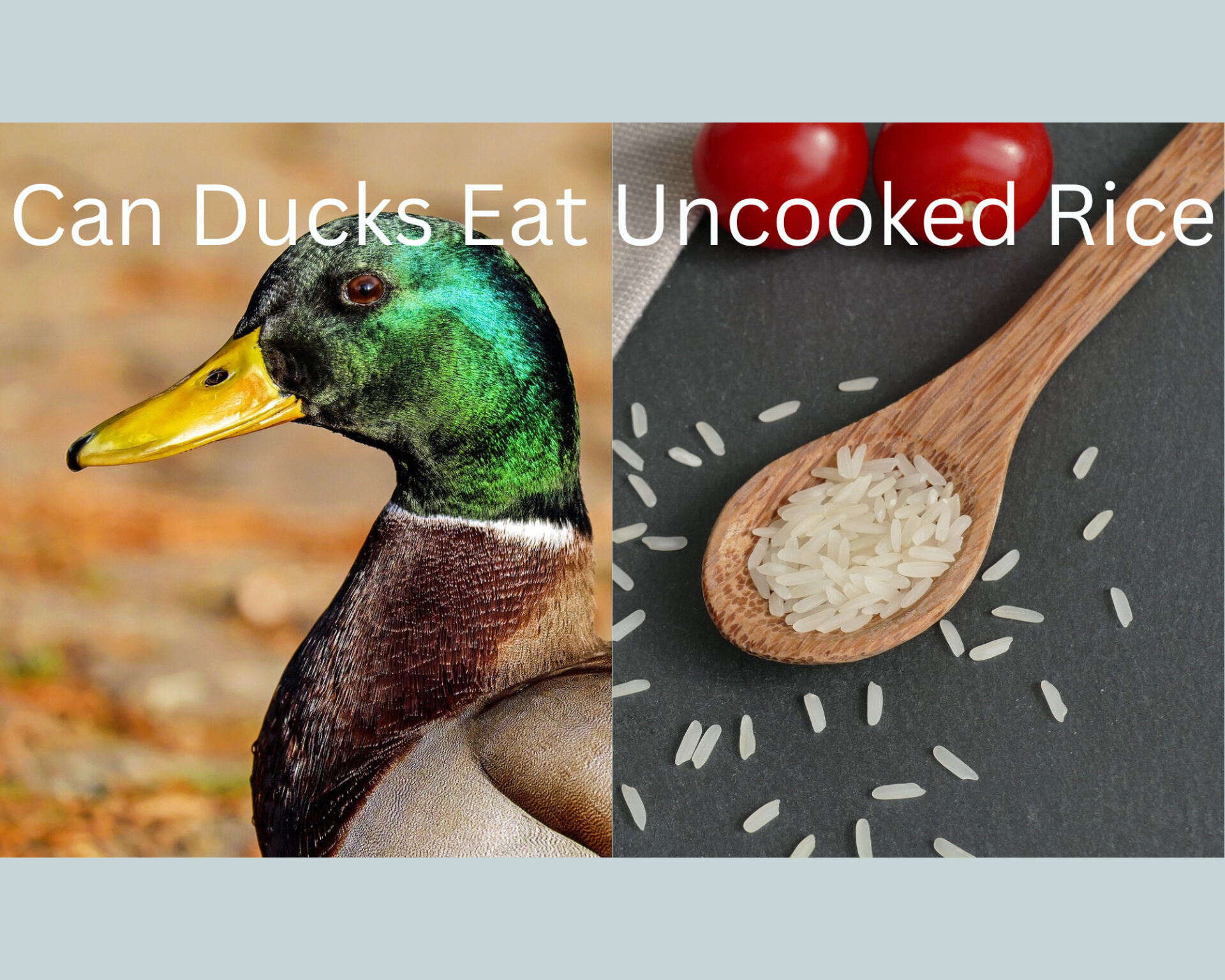 Can Ducks Eat Uncooked Rice?