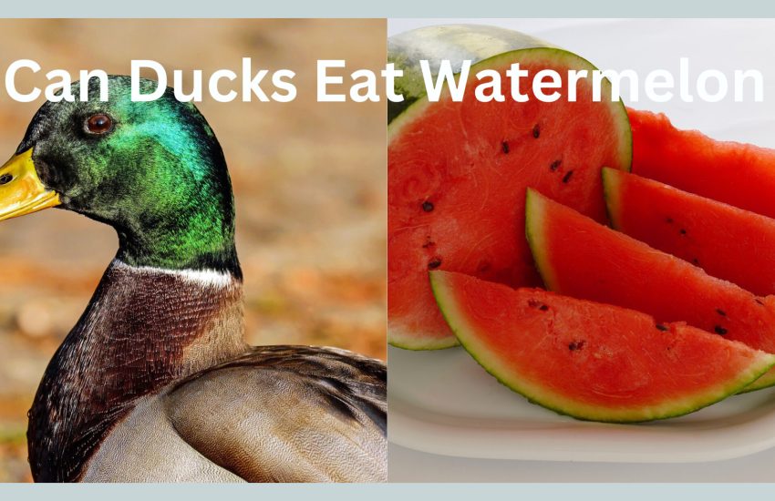 can duck seat watermelon