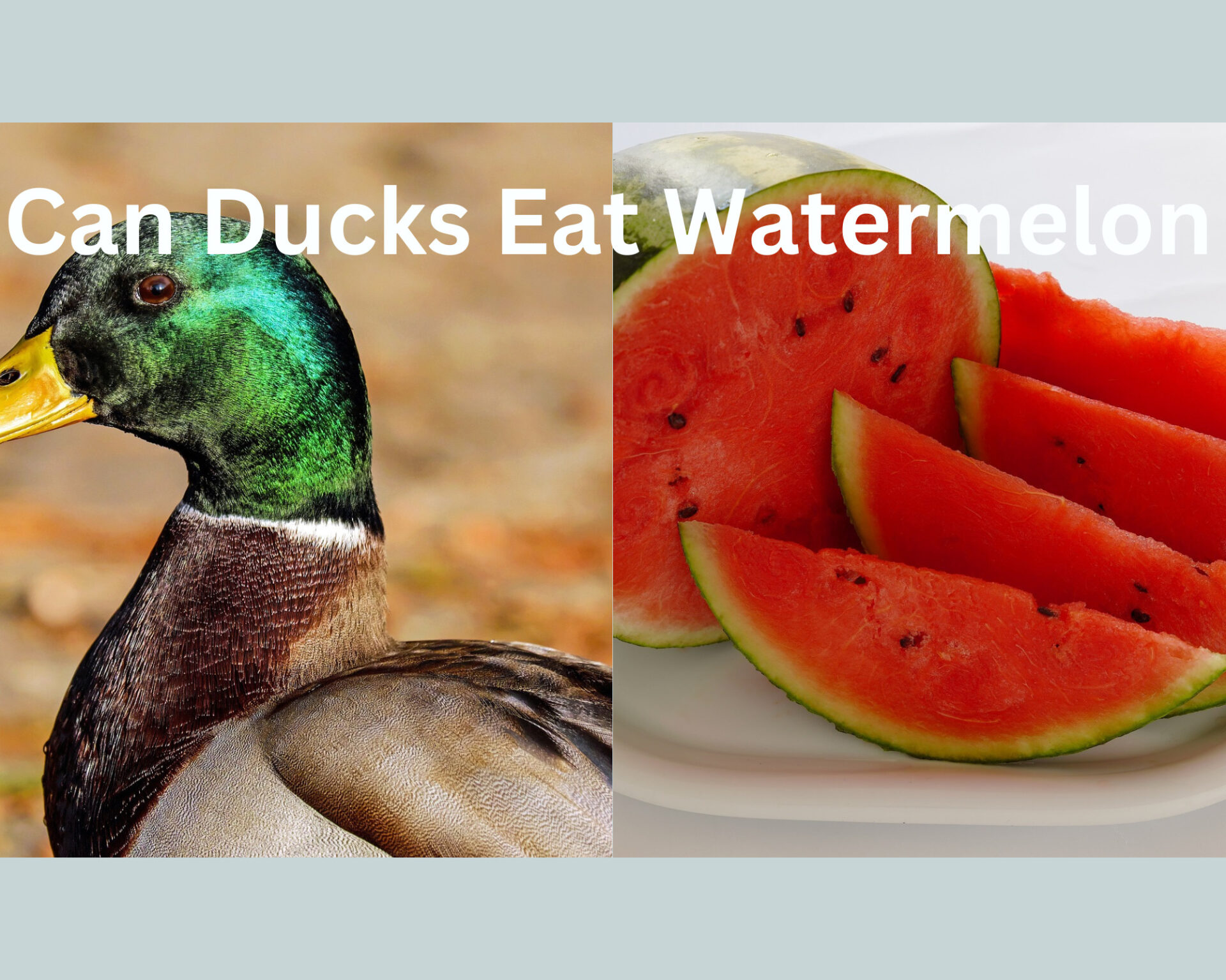 Can Ducks Eat Watermelon?